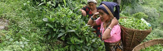 Himalayan tea pickers with basket