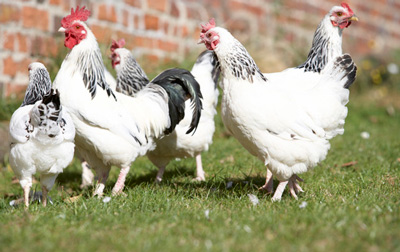 poultry in farmyard