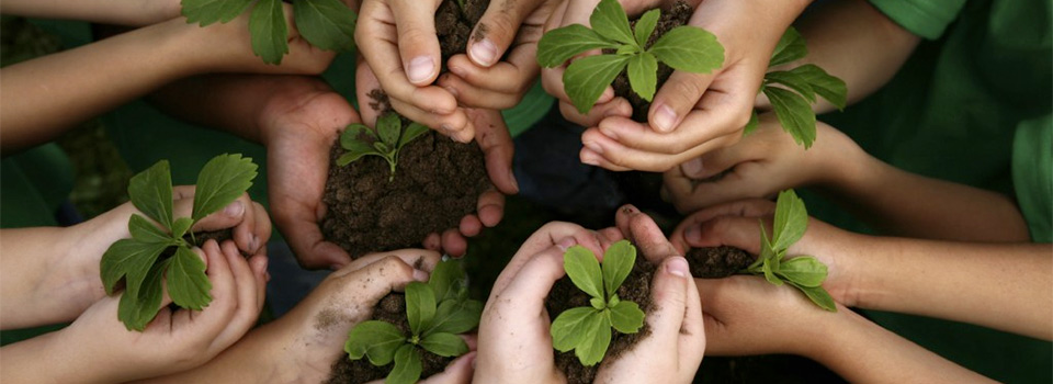 hands sharing plants