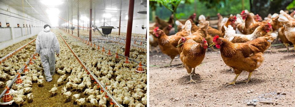 Battery farmed Poultry and Organically farmed Poultry