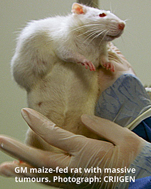 Rats fed on EU approved GM maize developed massive tumours