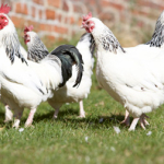 poultry in farmyard